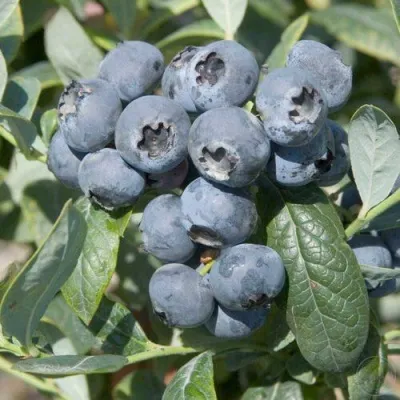 Голубика БРИГИТТА — описание сорта Голубика БРИГИТТА в Рязани