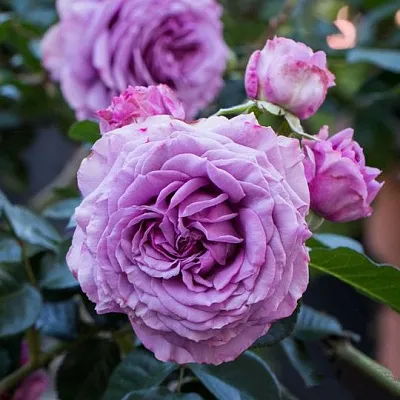 Саженцы роз СИЛЬВЕР КВИК плетистая  Саженцы роз СИЛЬВЕР КВИК плетистая в Рязани