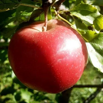 Яблоня НАСТЕНЬКА  Яблоня НАСТЕНЬКА в Рязани