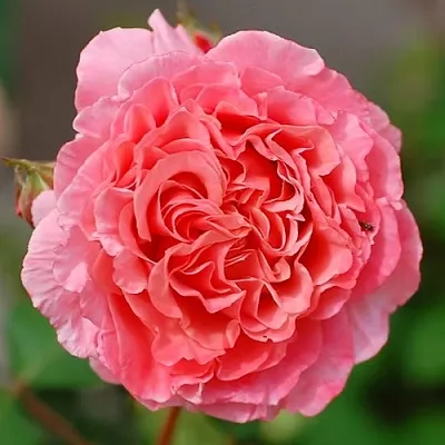 Саженцы роз ЛОРАН КАБРОЛЬ шраб  Саженцы роз ЛОРАН КАБРОЛЬ шраб в Рязани