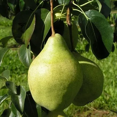 Груша МИНСКАЯ колонновидная  Груша МИНСКАЯ колонновидная в Рязани