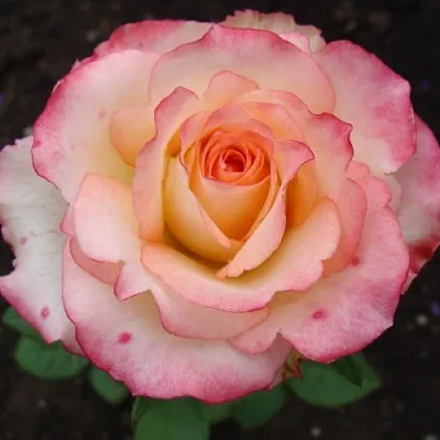 Саженцы роз ДУЭТ чайно-гибридная  Саженцы роз ДУЭТ чайно-гибридная в Рязани