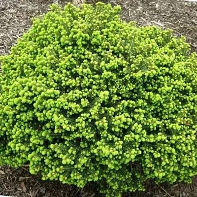 Ель ЛИТЛ ДЖЕМ обыкновенная  Ель ЛИТЛ ДЖЕМ обыкновенная в Рязани