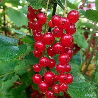 Смородина красная КОНСТАНТИНОВСКАЯ  Смородина красная КОНСТАНТИНОВСКАЯ в Рязани