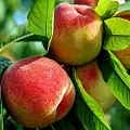 Персик  Персик в Рязани