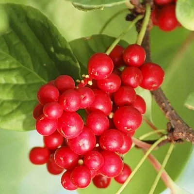 Лимонник ДЕДОВСКИЙ  Лимонник ДЕДОВСКИЙ в Рязани