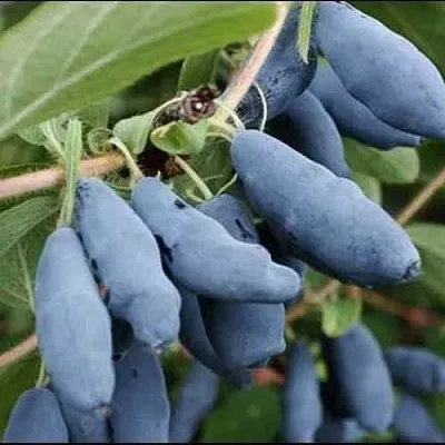 Жимолость съедобная СИНИЙ ШАРИК  Жимолость съедобная СИНИЙ ШАРИК в Рязани