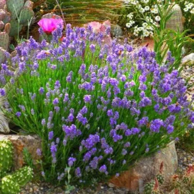 Лаванда ДВАРФ БЛЮ узколистная — описание сорта Лаванда ДВАРФ БЛЮ узколистная в Рязани