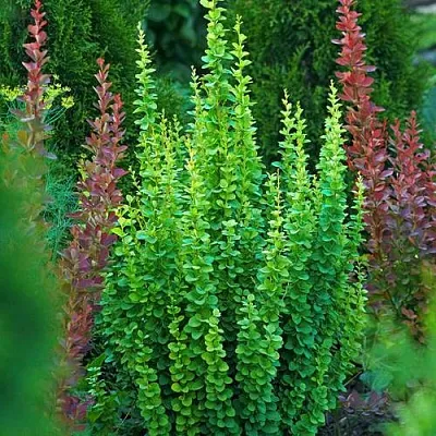 Барбарис ЭРЕКТА тунберга  Барбарис ЭРЕКТА тунберга в Рязани