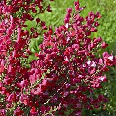 Ракитник БОСКОП РУБИ   Ракитник БОСКОП РУБИ  в Рязани