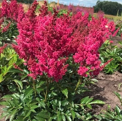 Астильба ЛАКИ ДЕЙ Арендса  Астильба ЛАКИ ДЕЙ Арендса в Рязани