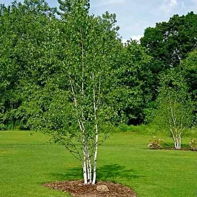 Береза бумажная  Береза бумажная в Рязани