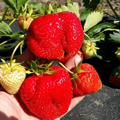 Клубника АПРИКА  Клубника АПРИКА в Рязани