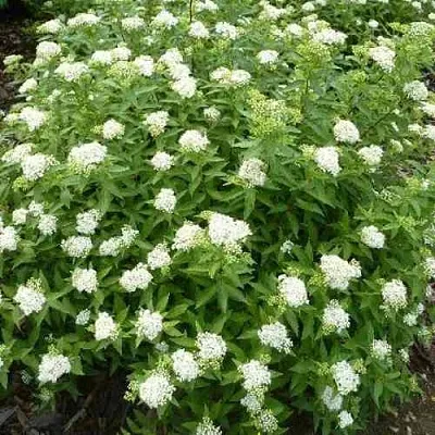 Спирея АЛЬБИФЛОРА японская  Спирея АЛЬБИФЛОРА японская в Рязани