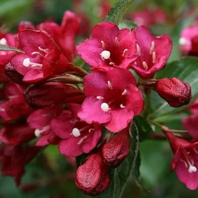 Вейгела ЕВА РАТКЕ  Вейгела ЕВА РАТКЕ в Рязани