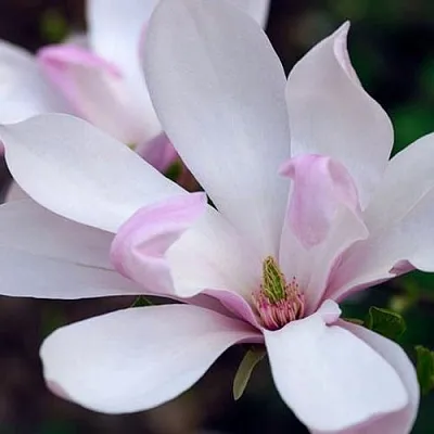 Магнолия ПИНКИ  Магнолия ПИНКИ в Рязани