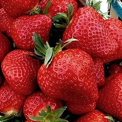 Клубника КЛЕРИ  Клубника КЛЕРИ в Рязани