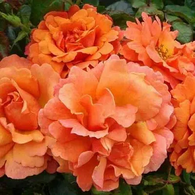 Саженцы роз БРИДЖ ОФ САЙЗ плетистая  Саженцы роз БРИДЖ ОФ САЙЗ плетистая в Рязани