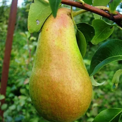 Груша АМФОРА  Груша АМФОРА в Рязани