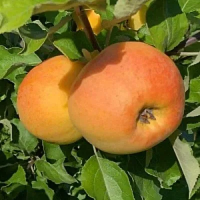 Яблоня АНТОНОВКА ЗОЛОТАЯ  Яблоня АНТОНОВКА ЗОЛОТАЯ в Рязани