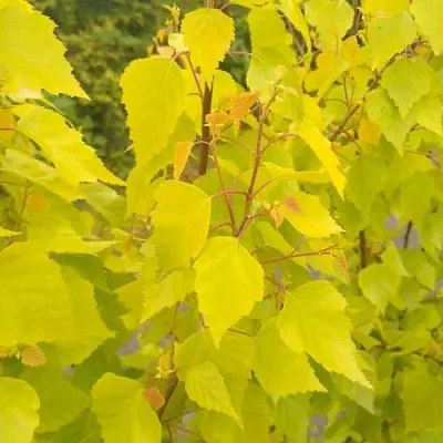 Берёза ГОЛДЕН ОБЕЛИСК повислая   Берёза ГОЛДЕН ОБЕЛИСК повислая  в Рязани