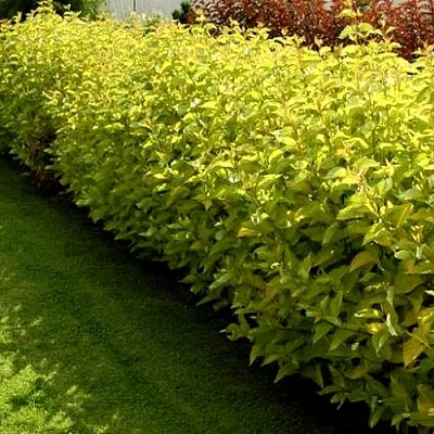 Комплект ДАРТС ГОЛД в Рязани