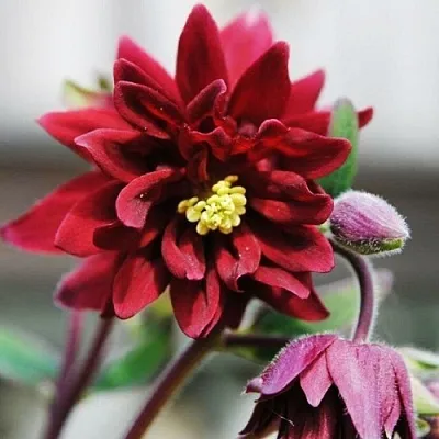 Аквилегия РУБИ ПОРТ обыкновенная  Аквилегия РУБИ ПОРТ обыкновенная в Рязани