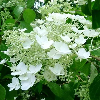 Гортензия УАЙТ ДОМ древовидная  Гортензия УАЙТ ДОМ древовидная в Рязани