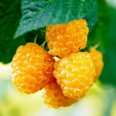 Малина МЕДОВАЯ  Малина МЕДОВАЯ в Рязани