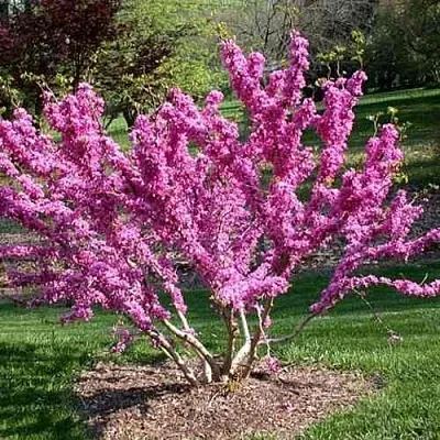 ЦЕРЦИС канадский   ЦЕРЦИС канадский  в Рязани