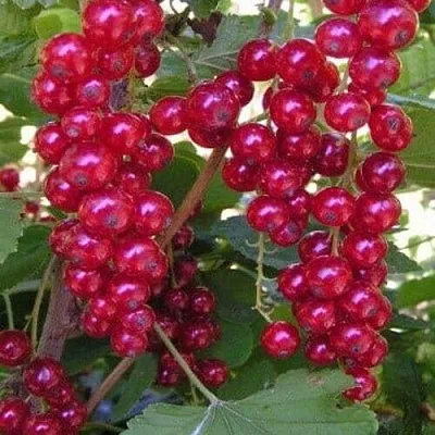 Смородина красная ПУРПУРНАЯ  Смородина красная ПУРПУРНАЯ в Рязани