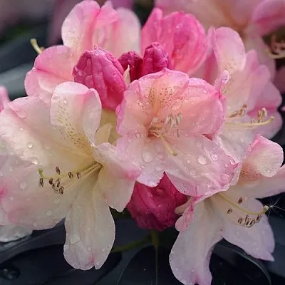 Рододендрон ПЕРСИ ВАЙСМАН в Рязани