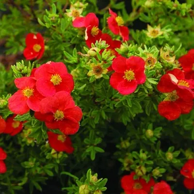 Лапчатка РЕД АЙС кустарниковая  Лапчатка РЕД АЙС кустарниковая в Рязани