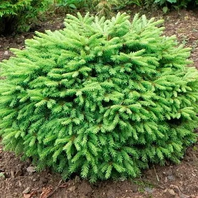 Ель НИДИФОРМИС обыкновенная  Ель НИДИФОРМИС обыкновенная в Рязани