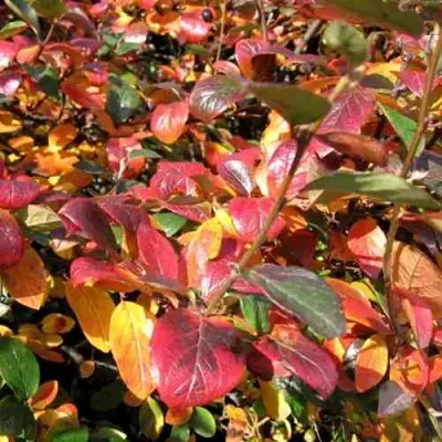 Кизильник блестящий — описание сорта Кизильник блестящий в Рязани