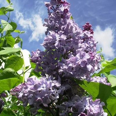 Сирень КРЫЛЬЯ НАДЕЖДЫ  Сирень КРЫЛЬЯ НАДЕЖДЫ в Рязани