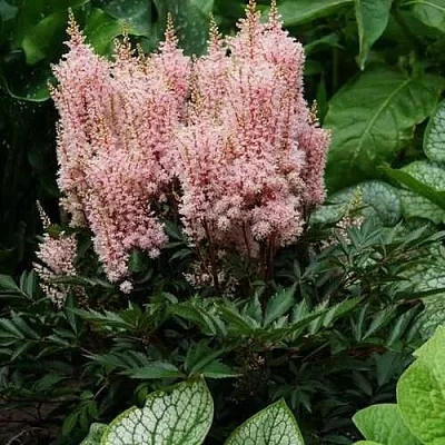 Астильба ЛУК ЭТ МИ японская  Астильба ЛУК ЭТ МИ японская в Рязани