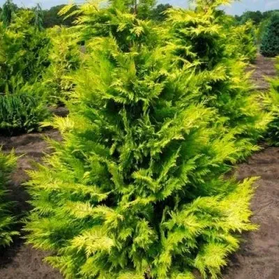 Кипарисовик ГОЛДЕН ВОНДЕР лавсона в Рязани