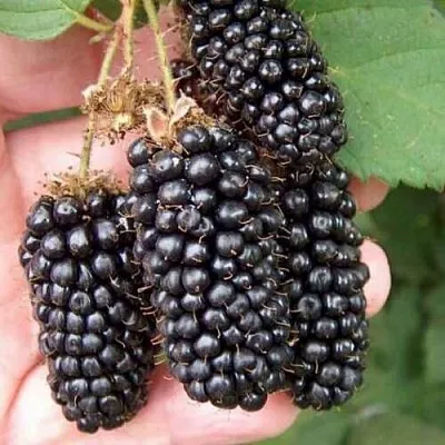 Ежевика ЛОХ НЕСС бесшипная в Рязани