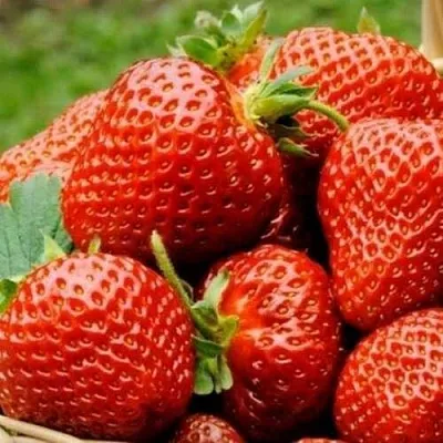 Клубника ФЛОРЕНС  Клубника ФЛОРЕНС в Рязани