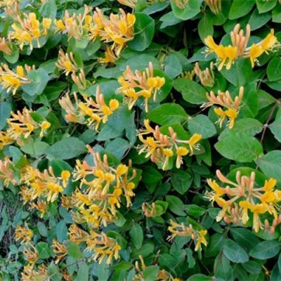 Жимолость ТЕЛЬМАНА в Рязани