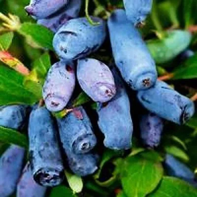 Жимолость съедобная ВОЛХОВА  Жимолость съедобная ВОЛХОВА в Рязани