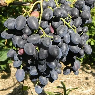 Виноград НАДЕЖДА АЗОС  Виноград НАДЕЖДА АЗОС в Рязани