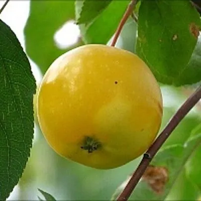 Яблоня КИТАЙКА ЖЁЛТАЯ колонновидная  Яблоня КИТАЙКА ЖЁЛТАЯ колонновидная в Рязани