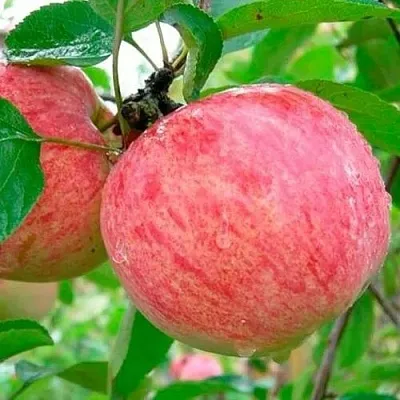 Яблоня КОРИЧНОЕ ПОЛОСАТОЕ  Яблоня КОРИЧНОЕ ПОЛОСАТОЕ в Рязани