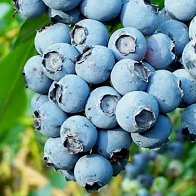 Голубика БРИГИТТА БЛЮ  Голубика БРИГИТТА БЛЮ в Рязани