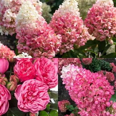 Комплект МАЛИНОВЫЙ ДЕСЕРТ в Рязани