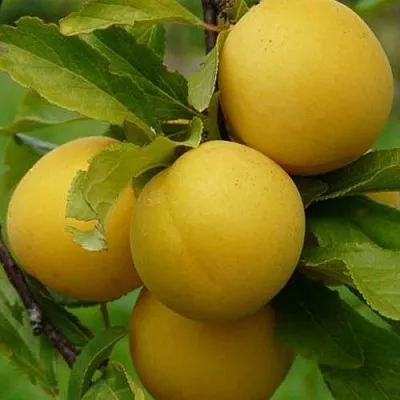 Слива СОЛНЫШКО  Слива СОЛНЫШКО в Рязани