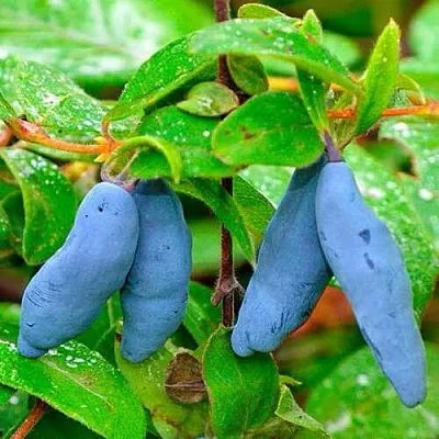 Жимолость съедобная МОРЕНА  Жимолость съедобная МОРЕНА в Рязани