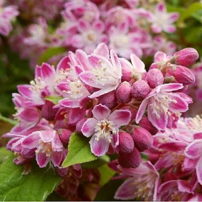 Дейция СТРОБЕРРИ ФИЛДС   Дейция СТРОБЕРРИ ФИЛДС  в Рязани